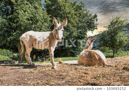 Two donkeys on a farm Two donkeys on a farm 103693252