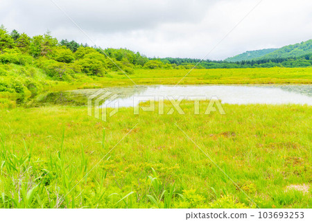 [夏季材料]天空中的濕地/夏季的八島原濕地[長野縣] 103693253