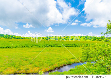 [夏季材料]天空中的濕地/夏季的八島原濕地[長野縣] 103693260