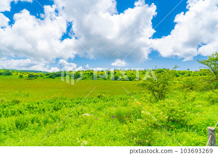 [Summer material] Wetlands in the sky/Yashimagahara wetlands in summer [Nagano Prefecture] 103693269