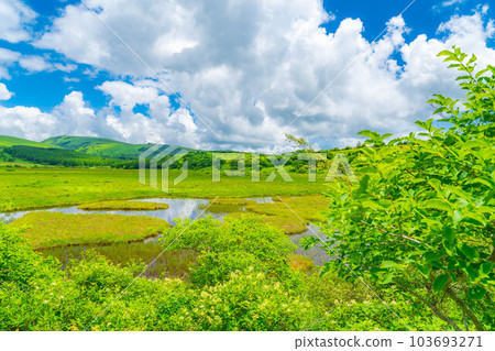[Summer material] Wetlands in the sky/Yashimagahara wetlands in summer [Nagano Prefecture] 103693271