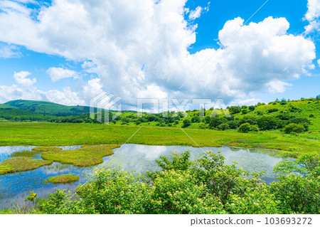 [Summer material] Wetlands in the sky/Yashimagahara wetlands in summer [Nagano Prefecture] 103693272