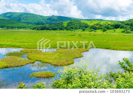 [Summer material] Wetlands in the sky/Yashimagahara wetlands in summer [Nagano Prefecture] 103693273