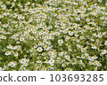 Chamomile flower garden 103693285