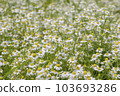 Chamomile flower garden 103693286