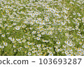 Chamomile flower garden 103693287