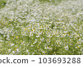 Chamomile flower garden 103693288