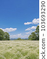 Chamomile flower field and blue sky 103693290