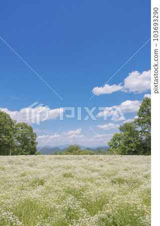洋甘菊花田和藍天 103693290