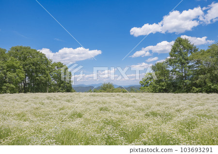 Chamomile flower field and blue sky 103693291