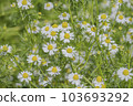 Chamomile flower garden 103693292
