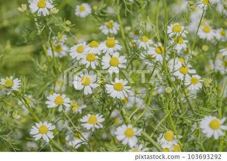 Chamomile flower garden 103693292
