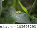 frog on corn leaf 103693293