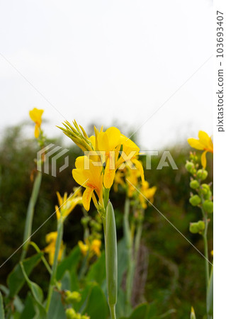 Beautiful canna flower with green leaves in the garden 103693407