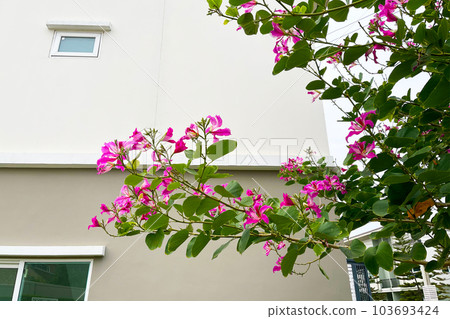 Bauhinia purpurea tree with pink flower Bauhinia purpurea tree with pink flower 103693424