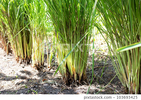 Lemongrass clump in the garden Lemongrass clump in the garden 103693425