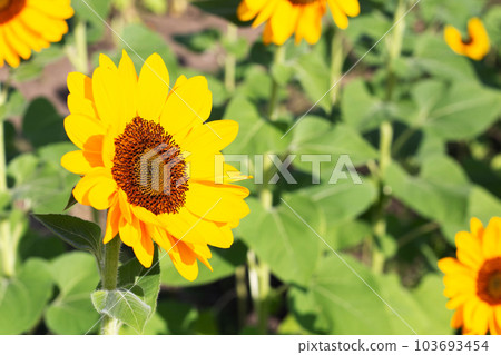 Sunflower field, Beautiful summer landscape. 103693454