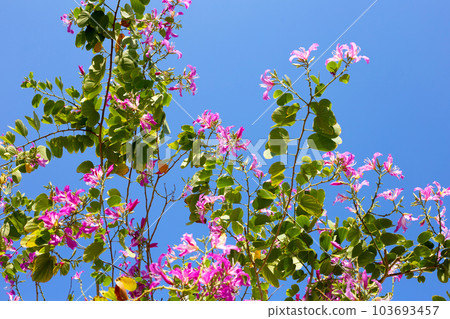 Bauhinia purpurea tree with pink flower 103693457