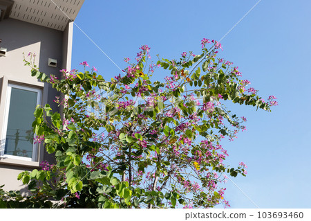 Bauhinia purpurea tree with pink flower Bauhinia purpurea tree with pink flower 103693460