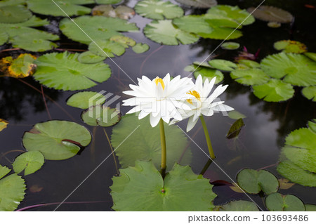 Beautiful blooming Nymphaea lotus flower with leaves, Water lily pot 103693486
