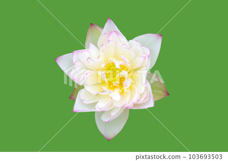 Beautiful pink water lily. Lotus flower on green background. Beautiful pink water lily. Lotus flower on green background. 103693503