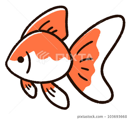 可愛的金魚琉金 可愛的金魚琉金 103693668