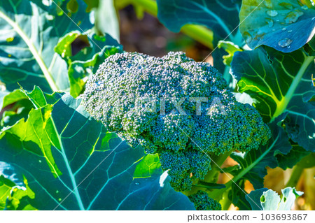 Broccoli with morning dew Broccoli with morning dew 103693867