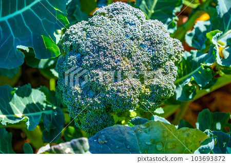 Broccoli with morning dew Broccoli with morning dew 103693872