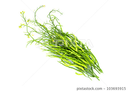 Rat-tailed radish. Fresh organic vegetables 103693915