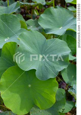Green leaves of lotus flower Green leaves of lotus flower 103693930