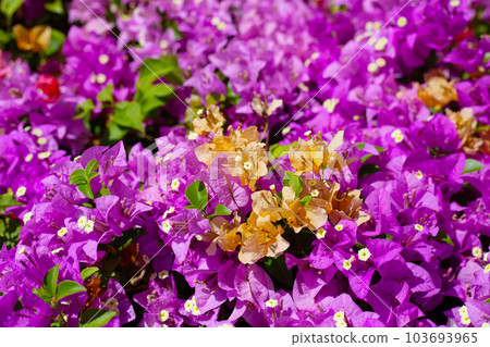 Beautiful bougainvillea flowers with green leaves 103693965