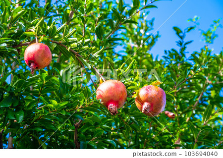 Ripe pomegranate Ripe pomegranate 103694040