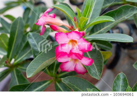 Adenium obesum flowers. Green leaves Adenium obesum flowers. Green leaves 103694061