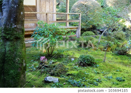 國家指定名勝光善寺長滿苔蘚的後院 103694185