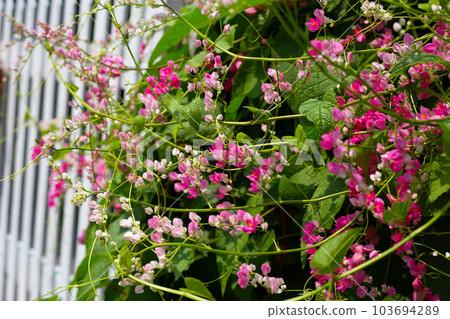 Mexican creeper, Chain of love flower, Coral vine. Mexican creeper, Chain of love flower, Coral vine. 103694289