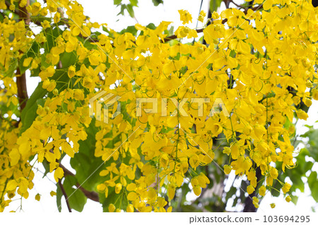 Cassia fistula flower on tree 103694295