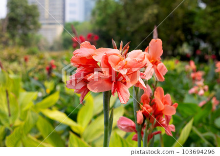 Beautiful canna flower with green leaves in the park 103694296