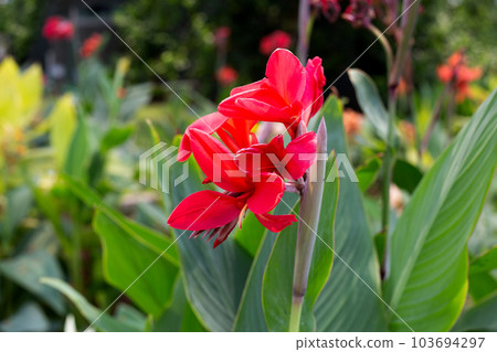 Beautiful canna flower with green leaves in the garden 103694297