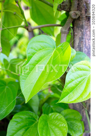 Green leaves of betel plant in the garden Green leaves of betel plant in the garden 103694320