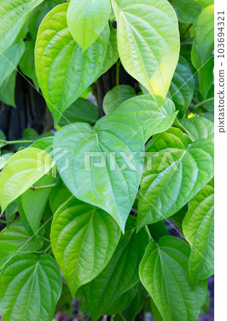 Green leaves of betel plant in the garden 103694321