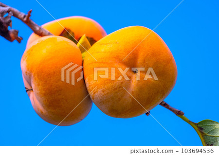 柿子堅果 103694536