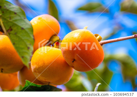 柿子堅果 103694537