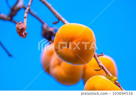 Persimmon nuts 103694538