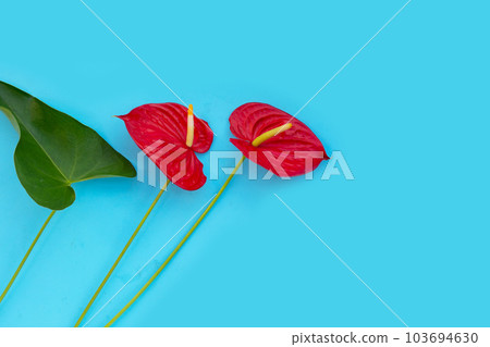 Flamingo flower or pigtail anthurium 103694630