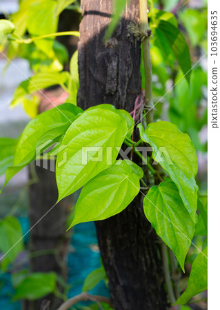 Green leaves of betel plant in the garden Green leaves of betel plant in the garden 103694635