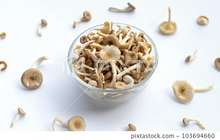 Fresh mushroom on white background. Lentinus squarrosulus mont Fresh mushroom on white background. Lentinus squarrosulus mont 103694660