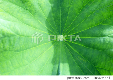 Green leaf of lotus flower 103694661