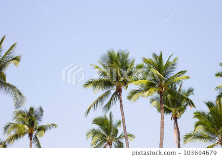 Coconut palm trees with blue sky Coconut palm trees with blue sky 103694679