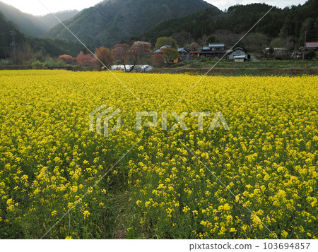 強姦領域的看法 強姦領域的看法 103694857