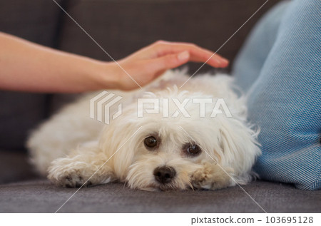 Maltese poodle, dog and relax on couch with hand, woman and care together with love, bonding or comfort in home. Pet puppy, animal and lying on sofa in living room with calm, quiet and cute in house Maltese poodle, dog and relax on couch with hand, woman and care together with love, bonding or comfort in home. Pet puppy, animal and lying on sofa in living room with calm, quiet and cute in house 103695128